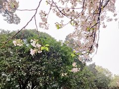 -武汉大学-樱园