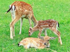 -苏州太湖西山岛开心农场