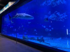 -烟台海昌鲸鲨海洋公园