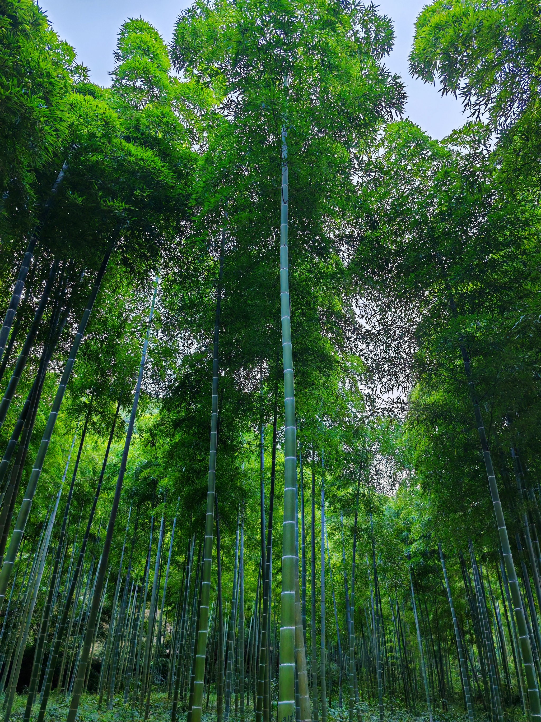 一抹清新,夏日里的竹林