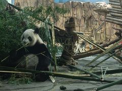 -泉州海丝野生动物世界