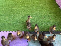 -萌宠亲子动物乐园(槐房万达店)