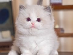 -小猫来了·猫舍(红山六九七九店)