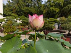 -龙华寺
