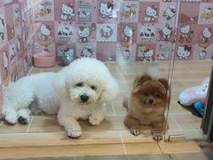 -宠物之家Pets Home 宠物寄养酒店