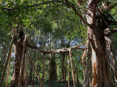-中国科学院西双版纳热带植物园