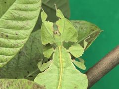 -上海大自然野生昆虫馆(东方明珠·爬宠昆虫探索中心)