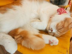 -Let's go狗咖·猫咖·奶狗·桌游(春熙路IFS店)