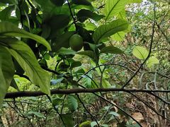 -呀路古热带植物园