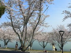 -羊山湖公园