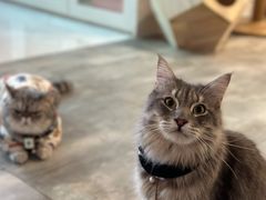 -楼上猫咖(罗湖店)