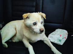 -北京佳信宠物医院