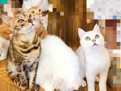 -飞行喵MR PILOT|猫舍·猫咖(静安大融城店)