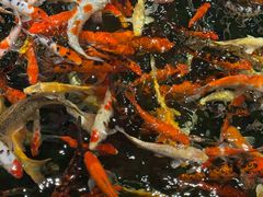 -龙悦湾酒家·八阵鱼生·渔人码头店