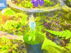 -北京植物园-展览温室