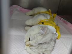 -中农国际动物医院24小时·猫科·骨科·急重症中心