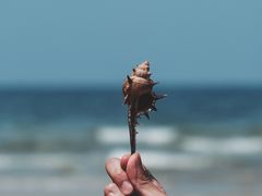 -贝壳沙滩