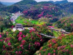 -贵州百里杜鹃风景名胜区