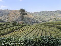 -龙井壹号·茶缘山景宴(龙井村店)