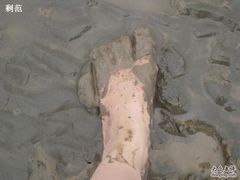 -碧海金沙