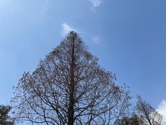 -上海佘山国家森林公园西佘山园