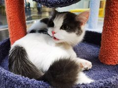-猫力发电所·宠物专门店
