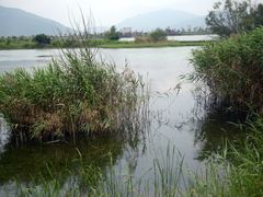 -芒洲湿地公园
