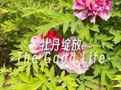 -曹州牡丹园