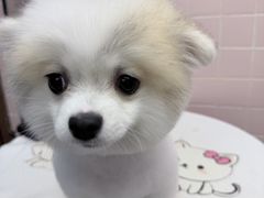 -FAELING PETS美天灵宠物(富力广场店)