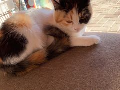 -平行世界·猫咖(首经贸店)