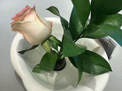 -上海精菜馆(虎踞关店)