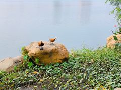 -顺峰山公园