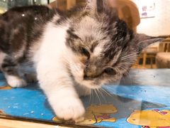 -藏猫猫咖啡主题馆(中央大道店)