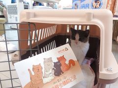 -lincat·猫舍(广州店)