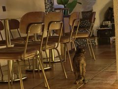 -Sirena海妖日咖夜酒