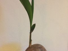-麦哲伦丝绸度假村