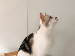 -Heymao猫咖.咖啡厅(东门店)