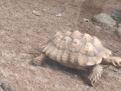 -海南热带野生动植物园