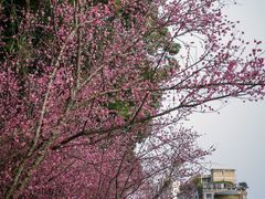 -望江楼公园