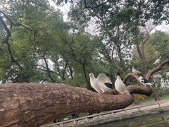 -西园寺素食(西园弄戒幢律寺店)