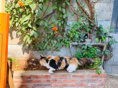 -Anne猫窝咖啡屋