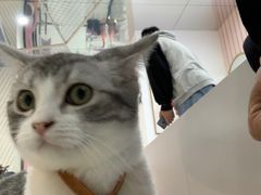 -糯米喵星人·撸猫猫舍咖啡馆(西市场嘉华店)