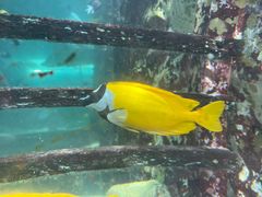 -悉尼海洋生物水族馆