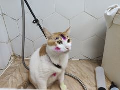 -瑞鹏宠物医院·夜间急症·心超·猫科(祖庙分店)
