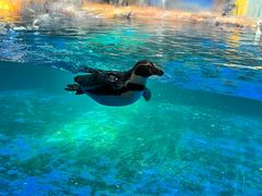 -海合安武汉极地海洋公园
