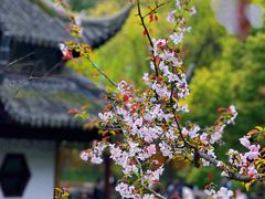 -西园寺