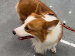 -贝利宠物医院·骨科·眼科·肿瘤转诊中心(南坪诊疗中心)