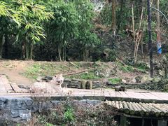 -贵州森林野生动物园
