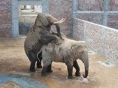 -西霞口神雕山野生动物世界