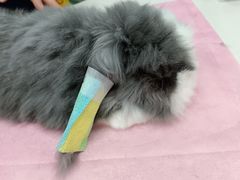 -北京观赏动物医院·24小时大型综合·猫专科·异宠专科